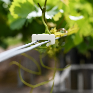 CompoClip Canopy / Foliage Clip - Compostable